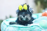 Yellow Bow Girl, a female Yorkshire Terrier for sale in Stanton, CA – 9 of 10