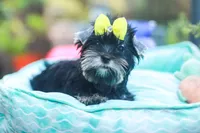 Yellow Bow Girl, a female Yorkshire Terrier for sale in Stanton, CA – 10 of 10