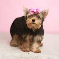 Pink Bow Girl, a female Yorkshire Terrier for sale in Stanton, CA – 2 of 4