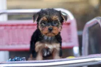 Delightful Girl, a female Yorkshire Terrier for sale in Stanton, CA – 9 of 10