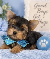 Cute Boy, a male Yorkshire Terrier for sale in Stanton, CA – 2 of 3