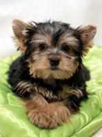 Charming Girl, a female Yorkshire Terrier for sale in Stanton, CA – 2 of 10