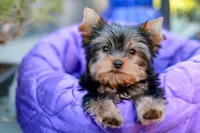 Adorable Girl, a female Yorkshire Terrier for sale in Stanton, CA – 10 of 10