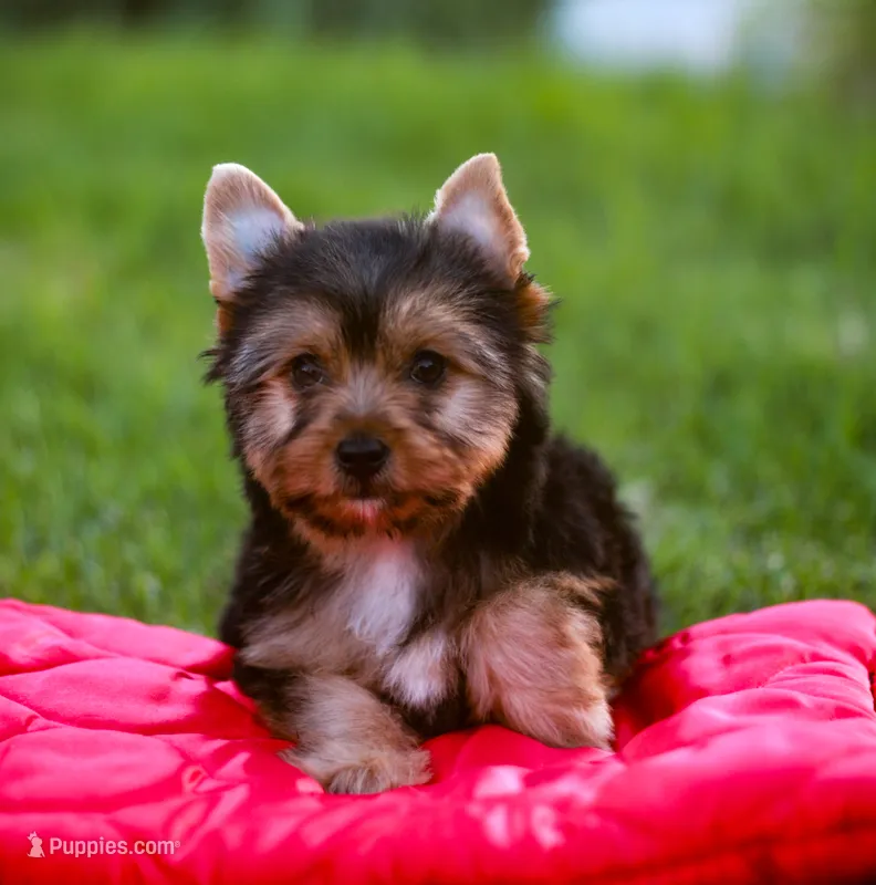 Enchanting Girl – Yorkshire Terrier puppy for sale in Stanton, CA
