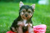 Enchanting Girl, a female Yorkshire Terrier for sale in Stanton, CA – 6 of 10