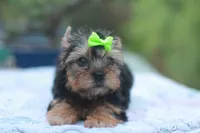 Green Bow Girl, a female Yorkshire Terrier for sale in Stanton, CA – 8 of 10