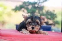 Pretty Girl, a female Yorkshire Terrier for sale in Stanton, CA – 10 of 10