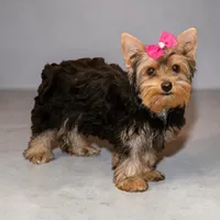 Pink Bow Girl, a female Yorkshire Terrier for sale in Stanton, CA – 1 of 4