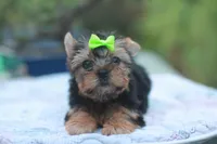 Green Bow Girl, a female Yorkshire Terrier for sale in Stanton, CA – 5 of 10