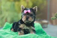 Pink Bow Girl, a female Yorkshire Terrier for sale in Stanton, CA – 8 of 10
