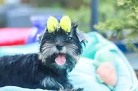 Yellow Bow Girl, a female Yorkshire Terrier for sale in Stanton, CA – 8 of 10