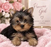 Precious Girl, a female Yorkshire Terrier for sale in Stanton, CA – 4 of 6