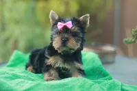 Pink Bow Girl, a female Yorkshire Terrier for sale in Stanton, CA – 5 of 10
