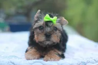 Green Bow Girl, a female Yorkshire Terrier for sale in Stanton, CA – 4 of 10