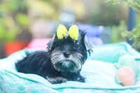Yellow Bow Girl, a female Yorkshire Terrier for sale in Stanton, CA – 2 of 10
