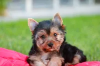 Enchanting Girl, a female Yorkshire Terrier for sale in Stanton, CA – 9 of 10