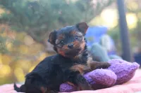 Precious Girl, a female Yorkshire Terrier for sale in Stanton, CA – 6 of 8