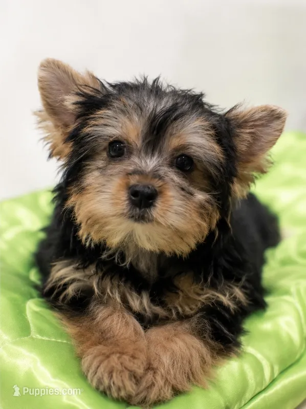 Charming Girl – Yorkshire Terrier puppy for sale in Stanton, CA