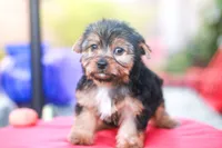 Enchanting Girl, a female Yorkshire Terrier for sale in Stanton, CA – 2 of 10