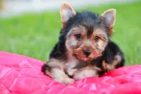 Enchanting Girl, a female Yorkshire Terrier for sale in Stanton, CA – 4 of 10