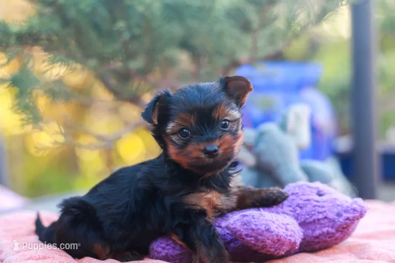 Precious Girl – Yorkshire Terrier puppy for sale in Stanton, CA