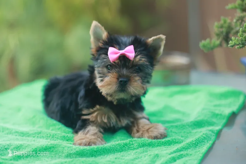 Pink Bow Girl – Yorkshire Terrier puppy for sale in Stanton, CA