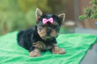 Pink Bow Girl, a female Yorkshire Terrier for sale in Stanton, CA – 1 of 10