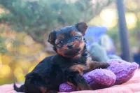 Precious Girl, a female Yorkshire Terrier for sale in Stanton, CA – 8 of 8