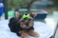 Green Bow Girl, a female Yorkshire Terrier for sale in Stanton, CA – 2 of 10