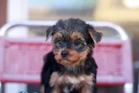 Delightful Girl, a female Yorkshire Terrier for sale in Stanton, CA – 6 of 10