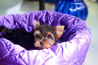 Pretty Girl, a female Yorkshire Terrier for sale in Stanton, CA – 7 of 10