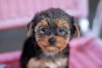 Delightful Girl, a female Yorkshire Terrier for sale in Stanton, CA – 5 of 10