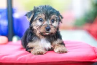 Enchanting Girl, a female Yorkshire Terrier for sale in Stanton, CA – 10 of 10