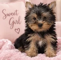 Precious Girl, a female Yorkshire Terrier for sale in Stanton, CA – 5 of 6
