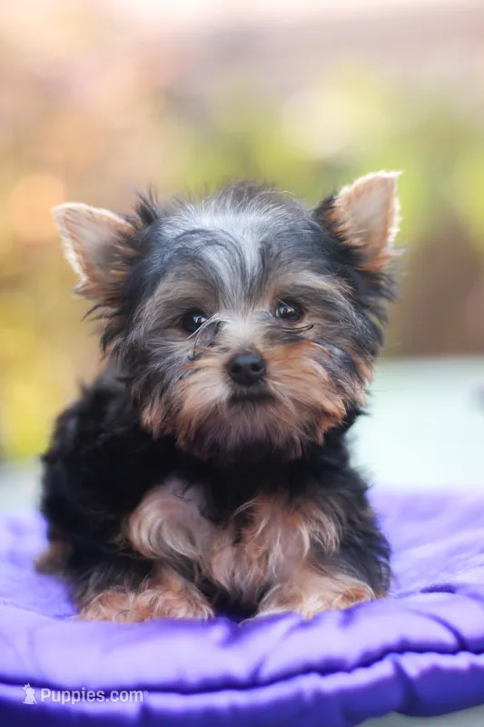 Lovely Girl – Yorkshire Terrier puppy for sale in Stanton, CA