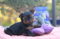 Precious Girl, a female Yorkshire Terrier for sale in Stanton, CA – 2 of 8
