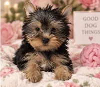 Precious Girl, a female Yorkshire Terrier for sale in Stanton, CA – 3 of 6