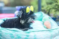 Yellow Bow Girl, a female Yorkshire Terrier for sale in Stanton, CA – 3 of 10