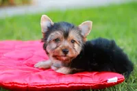 Enchanting Girl, a female Yorkshire Terrier for sale in Stanton, CA – 7 of 10