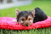 Enchanting Girl, a female Yorkshire Terrier for sale in Stanton, CA – 5 of 10