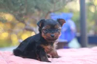 Precious Girl, a female Yorkshire Terrier for sale in Stanton, CA – 7 of 8