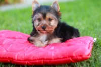 Enchanting Girl, a female Yorkshire Terrier for sale in Stanton, CA – 10 of 10