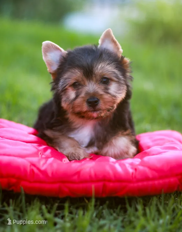 Enchanting Girl – Yorkshire Terrier puppy for sale in Stanton, CA