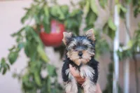 Gorgeous Girl, a female Yorkshire Terrier for sale in Stanton, CA – 5 of 10