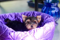 Pretty Girl, a female Yorkshire Terrier for sale in Stanton, CA – 5 of 10