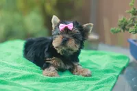 Pink Bow Girl, a female Yorkshire Terrier for sale in Stanton, CA – 3 of 10