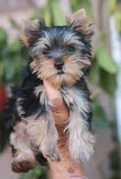 Gorgeous Girl, a female Yorkshire Terrier for sale in Stanton, CA – 8 of 10