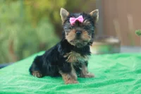 Pink Bow Girl, a female Yorkshire Terrier for sale in Stanton, CA – 10 of 10