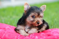 Enchanting Girl, a female Yorkshire Terrier for sale in Stanton, CA – 3 of 10