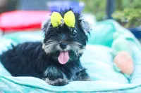 Yellow Bow Girl, a female Yorkshire Terrier for sale in Stanton, CA – 5 of 10